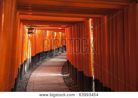 Path Through Torii Gates