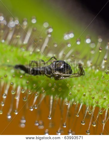 Remains Of Dead Fly. Sundew