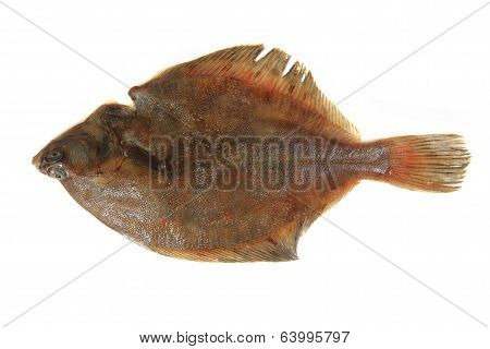 Flatfish Isolated