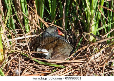 Moorhen In Nest