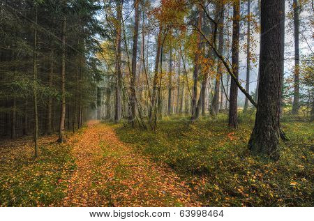 path through the woods