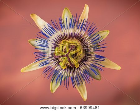 Passion Flower