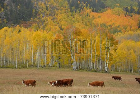 Fall, Colorado