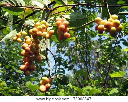Branch Of Green Schizandra