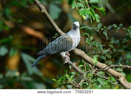 Green Imperial Pigeon (ducula Aenea)