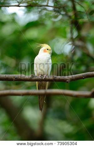 Lutino Mutation Cockatiel (nymphicus Hollandicus)