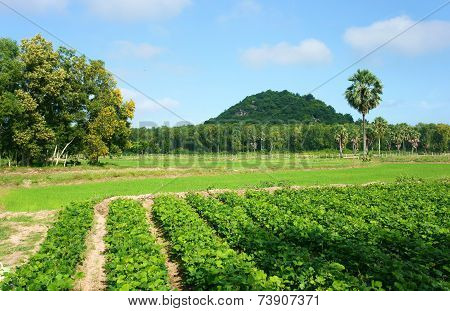 Beautiful landscape of Vietnamese village at Mekong Delta Vietnam green agricultural farm Pachyrhizus field group of palm tree moutain far away under blue sky