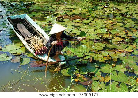 Asian Farmer, Pick Water Lily, Vietnamese Food