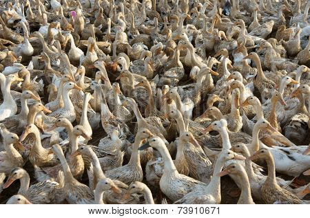 Flock Of White Duck