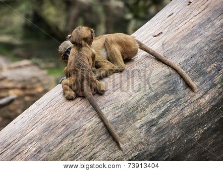 Two Funny Little Cubs Of Guinea Baboon Are Playing On The Tree Trunk