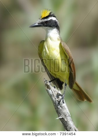 Maggiore Kiskadee Pigliamosche visualizzazione