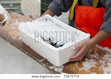Fishermen prepare sardines for transportation