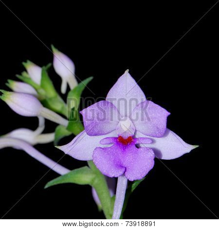 Calanthe Sylvatica