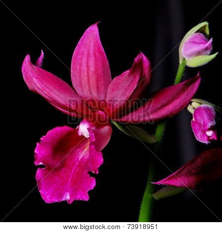 Phaiocalanthe Kryptonite