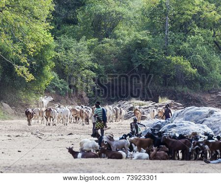 Hamar Shepherds With Their Herd In A Dry River Bed.