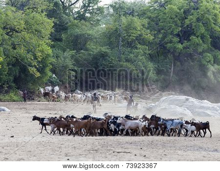 Hamar Shepherds With Their Herd In A Dry River Bed.