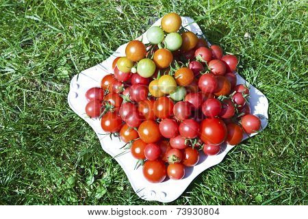 Organic red tomatoes on a ceramic white plate