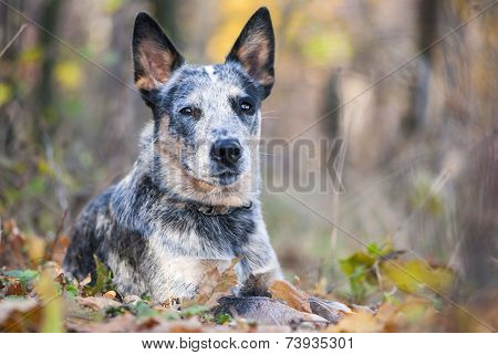 Fall Portrait Of Australian Cattle Dog
