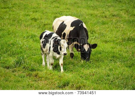 cows on green field