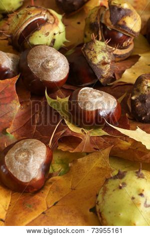 Horse Chestnut