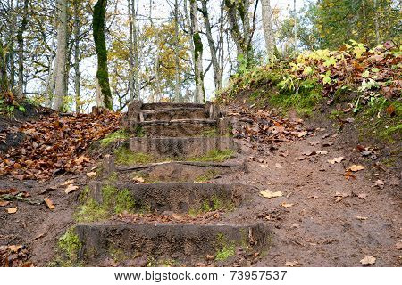 Old wooden stairs in the forest