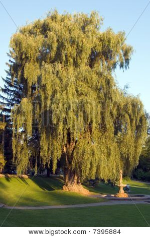 Willow