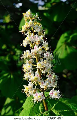 Flower Chestnut (lat. Castanea)