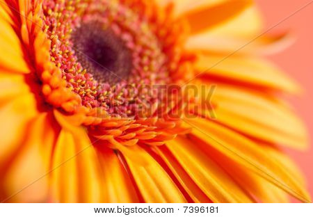 Herbera Makro Bild