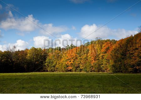 Cape Croker Woodside Autumn Fall Forest Trees