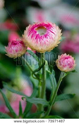 Pretty Flower