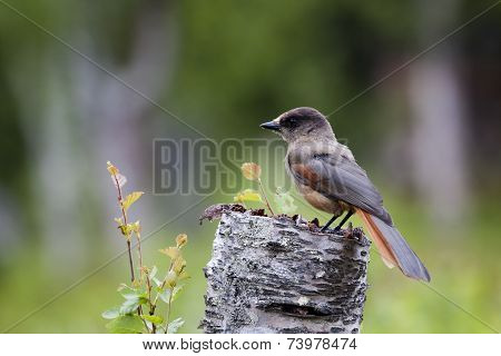 siberian jay