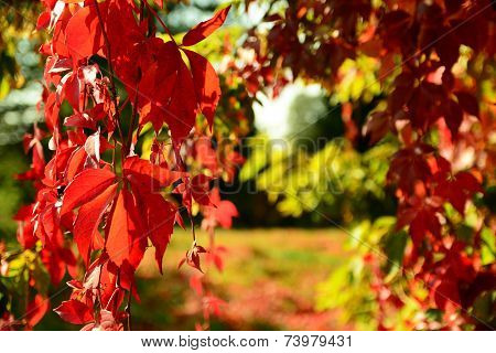 Red Virginia Creeper In Autumn