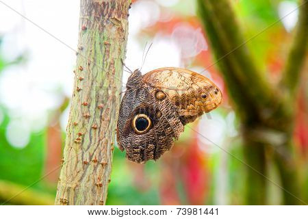 Owl Butterfly In Natural Environment