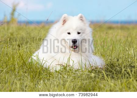 Samoyed Puppy