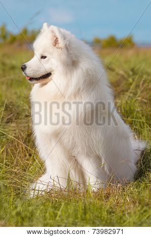 Samoyed Puppy