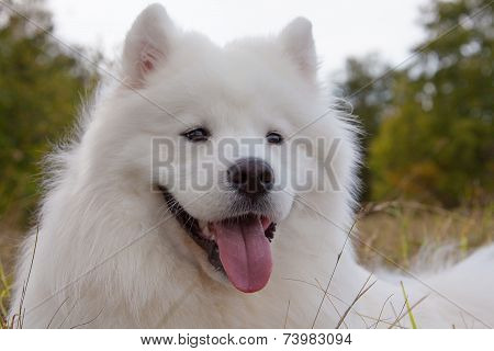 Samoyed Puppy