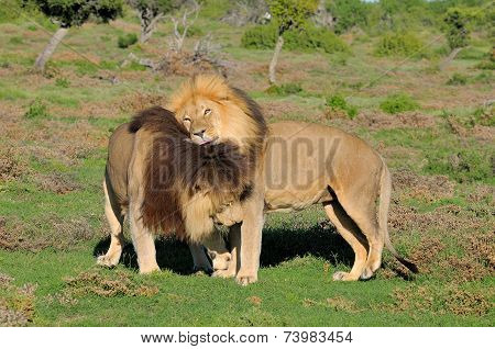 Two Kalahari Lions Playing In The Addo Elephant National Park