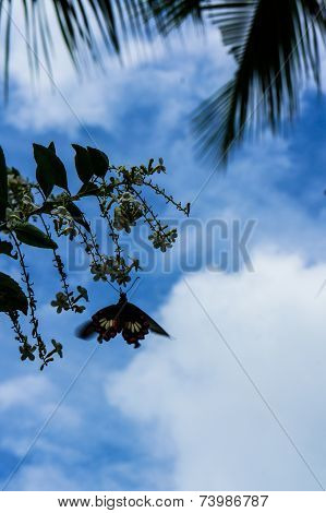 Butterfly and flower