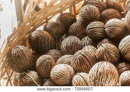 Cerbera odollam