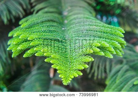 Nolfolk island pine