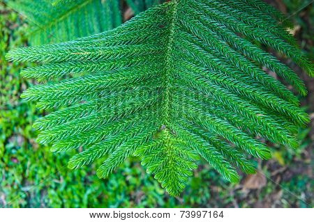 Nolfolk island pine