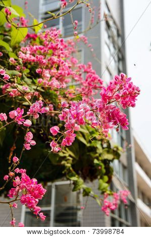 Antigonon leptopus Hook