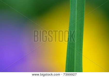 Herbe Closeup
