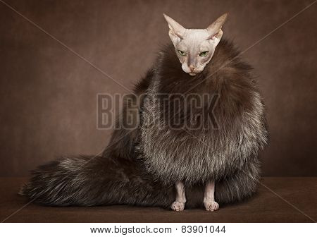 Sphinx Cat Wearing A Coat With Fur