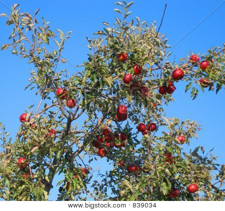 Apfelgarten