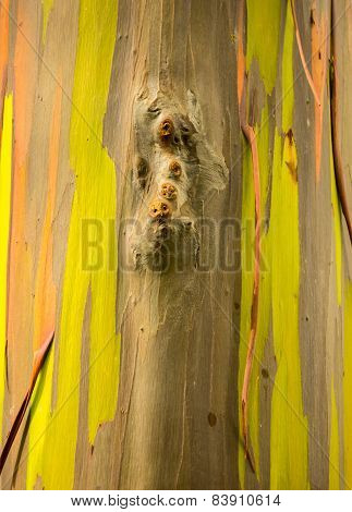 Detail Of Colorful Bark Of Rainbow Eucalyptus Tree