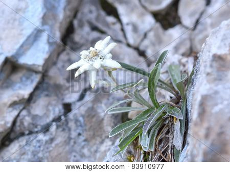 Edelweiss (Leontopodium alpinum)