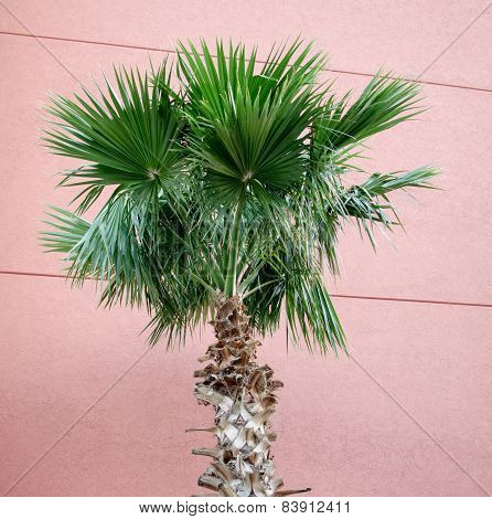 Classic Florida Palm Tree