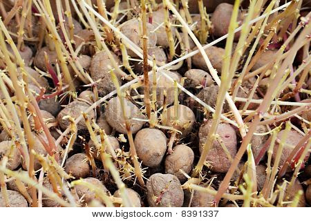 Kartoffel sprout