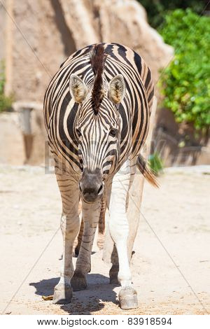 Common Zebra, Science Names 
